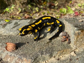 Feuersalamander 