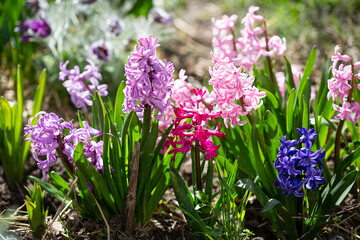 Fototapeta premium Sunny blooming flowers hyacinth red pink nature.