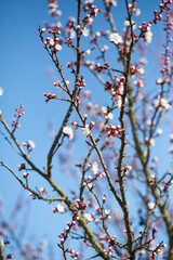 Spring flowers on fruits tree and blue sky