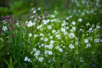 White wild flowers green grass nature background