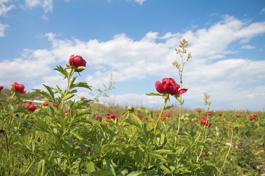 “Wild Peony” Images – Browse 858 Stock Photos, Vectors, and Video