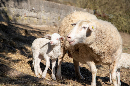 Sheep with a small white cub 