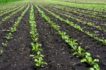 close up of young sugar beet leaves on spring field