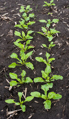 young sugar beet leaves on a spring field, top view