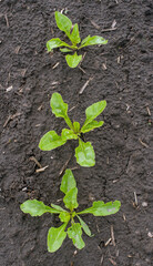 top view, close up of young sugar beet leaves on spring field