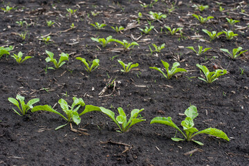 seedlings close up, young leaves of sugar beet on a field in spring
