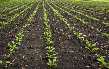 Fototapeta na wymiar Close up of Sugar beet sprouts on field