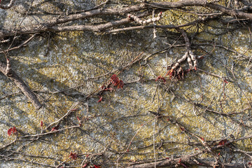 fresh leaves at a climbing vine at a wall