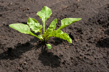 young and fresh leaves, sugar beet sprouts on the field in spring