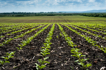 Fototapeta na wymiar lines of rows Sugar beet leaves sprouts on field