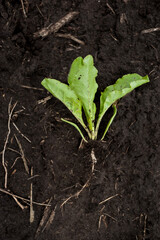 young sugar beet plant elongated on the ground, the root is developing, close up