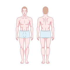 Fototapeta na wymiar White man figure standing, silhouette, front and back view. Male body anatomy diagram. Removable underwear. Vector illustration
