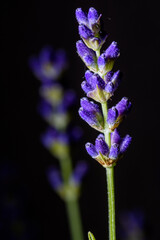 closeup of a lavender flower with black background