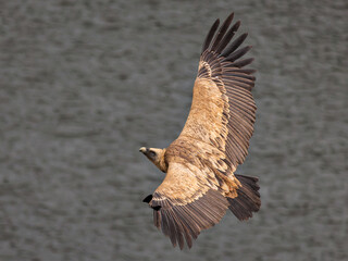 Griffon Vulture. Bird in flight.