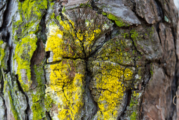 Textura árbol con musgo