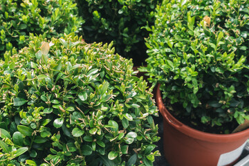 Young buxus sempervirens deco ball in garden nursery center. Ornamental box plant or boxwood in flower pots. Spring time. Close up, selective focus