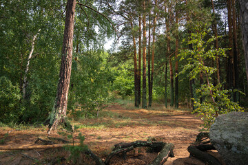 Pine forest in Borovoe resort (Kazakhstan). High quality photo