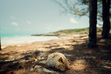 Pufferfish on beach