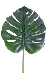 close up of the monstera deliciosa palm leaf isolated on white