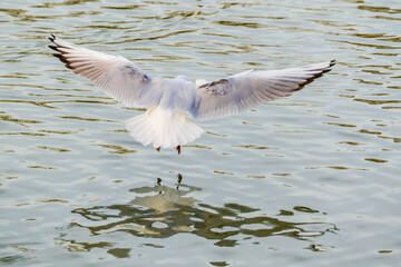 Seagull flight over lake, reflections on water