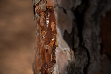 Gotas de savia por herida en pino
