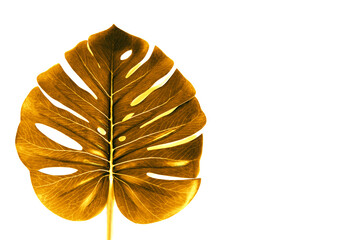 close up of the golden monstera deliciosa palm leaf isolated on white