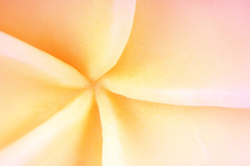 close up of macro Jepun tropical flower bloom background