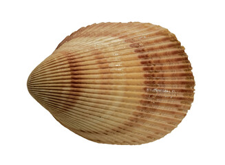 Shell of the Bivalve Marine Mollusk Vasticardium Elongatum (Latin Name). Top View. Isolated On White Background