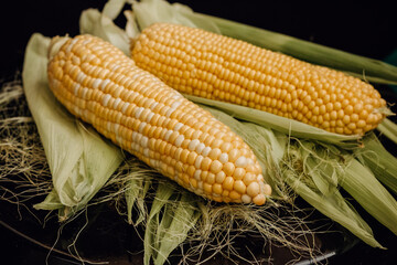 Corn on the cob on a black background. Two cobs of yellow sweet corn