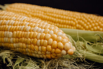 Corn on the cob on a black background. Two cobs of yellow sweet corn. Close-up. Close-up of corn grains