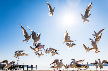 seagulls at a lake