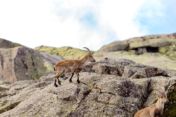 Mountain goats on granite rocks