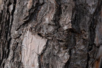 Corteza de un pino