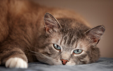 Close-up Beautiful cat with blue eyes is resting.