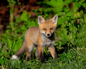 Portrait of a Red Fox kit