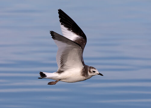 Portrait of a juvenile Sabine's Gull in flight.