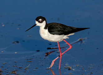 Close-up of a Black-necked Stilt.
