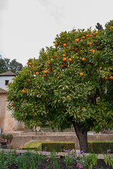 Fototapeta na wymiar View on green orange tree with ripe citrus fruits in medieval fortress Alhambra in Granada, Andalusia, Spain
