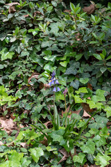 Springtime in woods, blossom of wild bell hyacint flowers