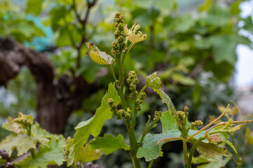 Young cluster of grapes blossoming on old grape plant on vineyard