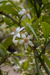 Spring blossom of aromatic white orange tree flowers
