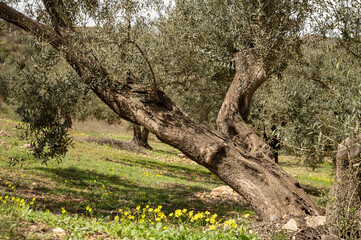 Olive tree grove on hills in spring time with blossom of yellow wild flowers, Andalusia, Spain