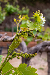 Young cluster of grapes blossoming on old grape plant on vineyard
