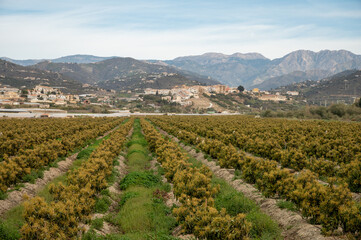 Fototapeta na wymiar Aerial view on rows of evergreen avocado trees on plantations in Costa Tropical, Andalusia, Spain
