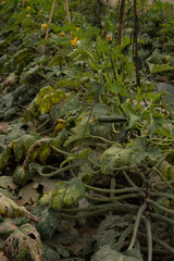 Open air plantation of green zucchini vegetables ready to harvest, eco-friendly farming.