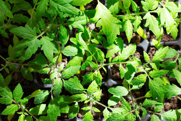 Seedlings of tomatoes and cucumbers grown at home.