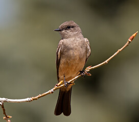 Say's Phoebe perching