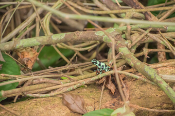 Green-and-black poison dart frog in Costa Rica.