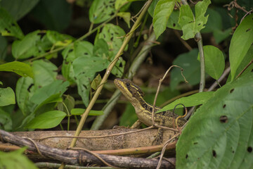 Colorful fauna and biodiversity in Costa Rica.