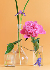 Arrangement of various flowers, iris, aquilegia, peony in glass vases.